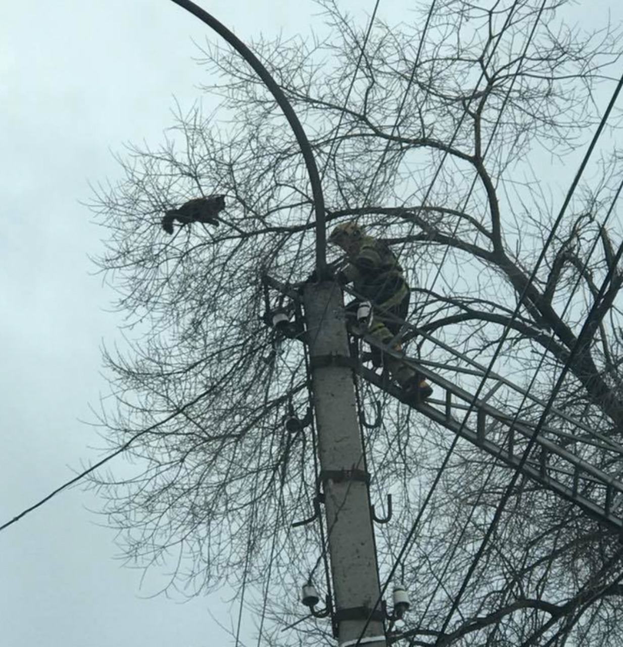 Pompierii au salvat în Capitală o pisică de la înălțimea etajului 4