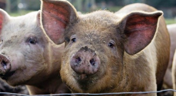 Satul în care s-a depistat focar de pestă porcină, două luni în carantină. 