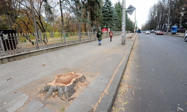 Примэрия сообщала, что работы по вырубке и чистке деревьев будут вести вплоть до апреля 2017 года. 