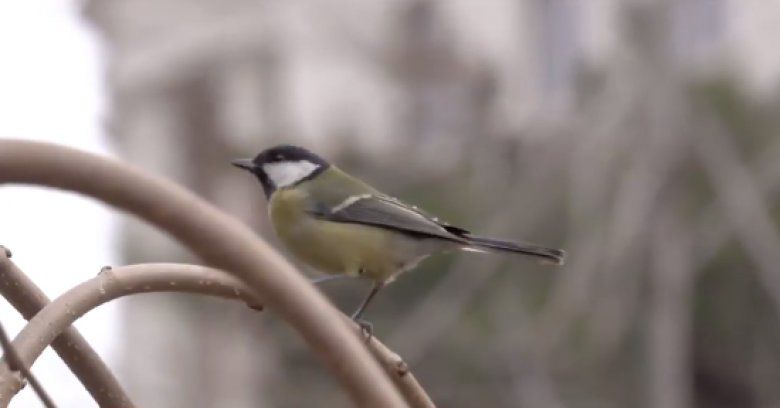 Păsările sălbatice rămase să ierneze, au nevoie de atenția noastră