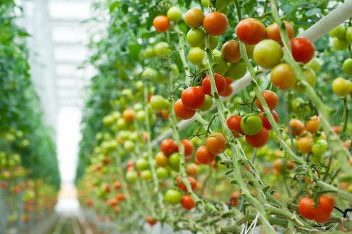 Механизм по поддержке производства плодоовощной продукции должен быть представлен 20 декабря.
