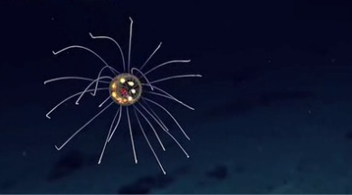 Глубоководного обитателя удалось снять возле подводной горы с неофициальным названием Энигма.