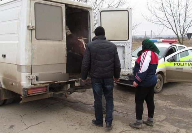 O grupare din trei membri a fost reţinută în flagrant de oamenii legii, fiind suspectată de comiterea furturilor de animale și păsări din diferite localități ale raionului Glodeni.
