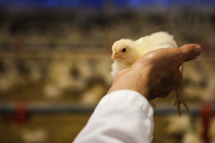 Вирус H5N1 опасен для человека, у которого нет иммунитета к нему.