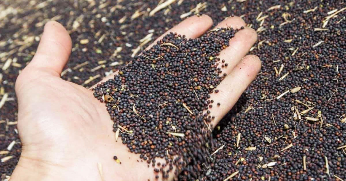 Peste 82.000 de tone de rapiță din recolta 2025, exportate de Moldova în perioada 1-24 iulie.