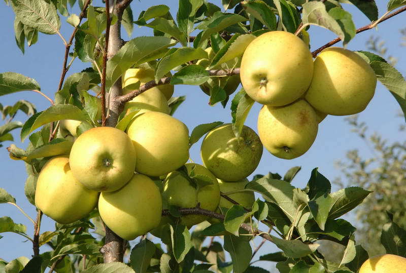 Молдавские производители фактически потеряли основной рынок сбыта своей продукции.