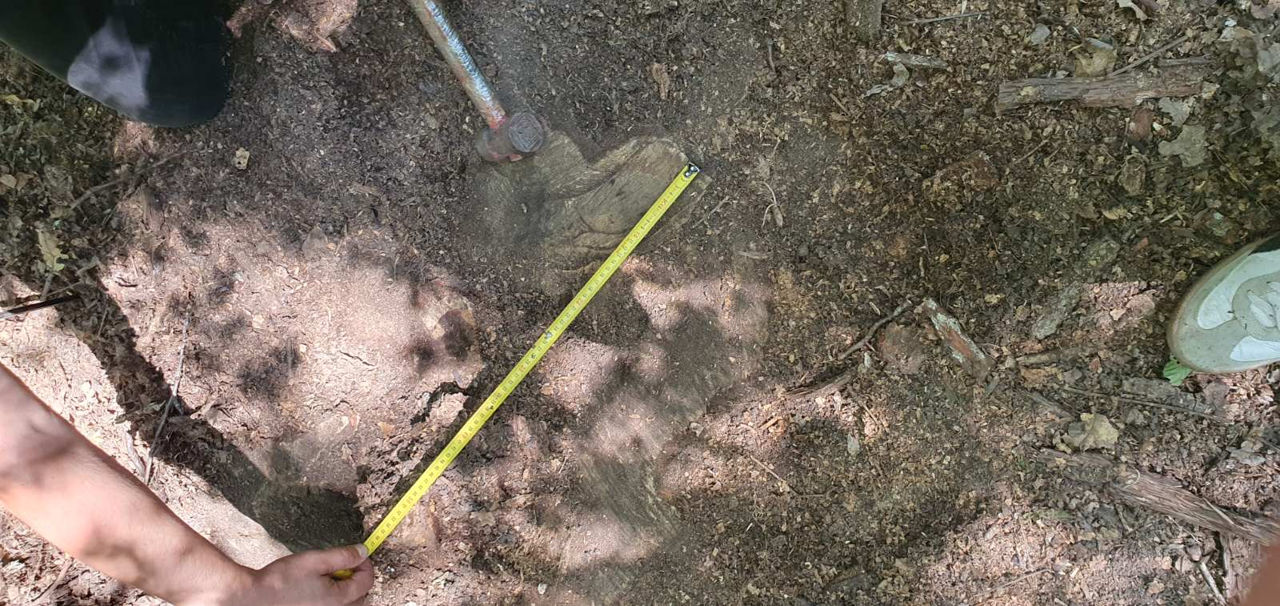 La Călărași au fost descoperite tăieri ilegale de arbori cu lemn valoros.