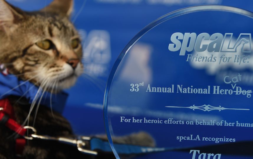 Кошка по имени Тара впервые в истории получила премию для собак National Hero Dog Award.