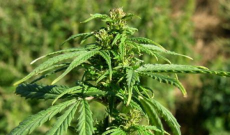 Canada va legaliza în 2016 consumul de marijuana. Foto: jurnal.md