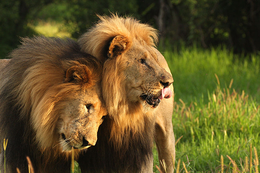 Africa de Sud:Trei lei evadați dintr-un parc național, împușcați. Foto: totulok.ro