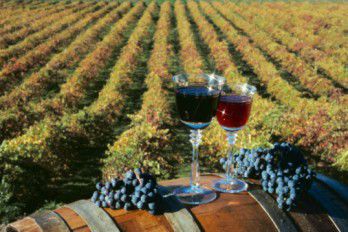 Încă șase companii din Găgăuzia pot exporta vin în Federația Rusă. Foto: artinfinit.md