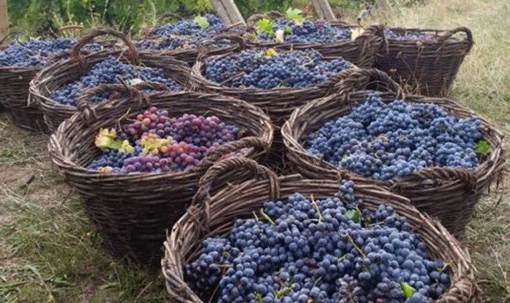 Каждый год в Молдове проходит конкурс «Золотая бочка». На нем выбирают лучшего домашнего винодела и самое вкусное домашнее вино. 