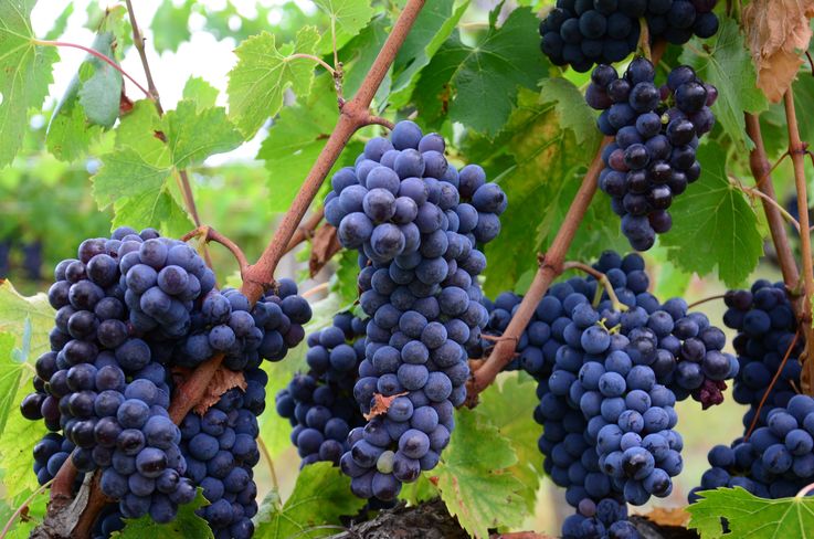 Производители винограда и слив могут получить гранты на сумму 2,7 млн