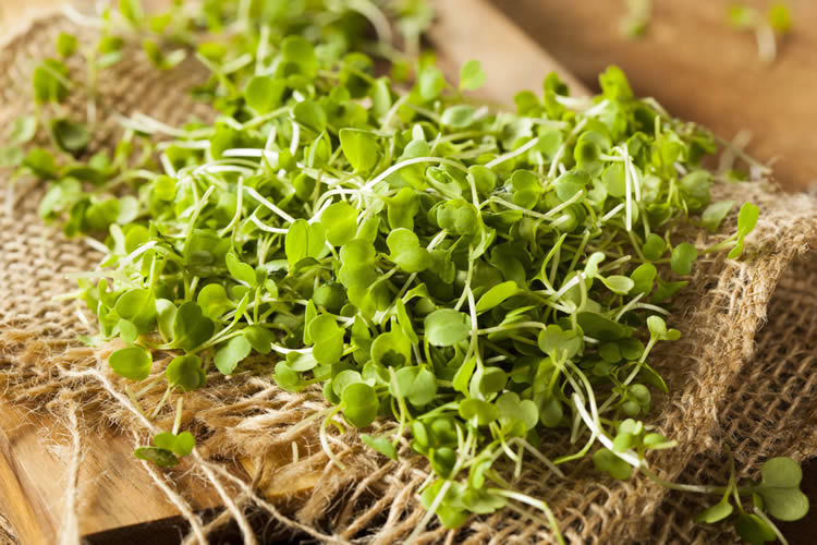 Trei tineri din Capitală au pus pe picioare o afacere cu microplante. 