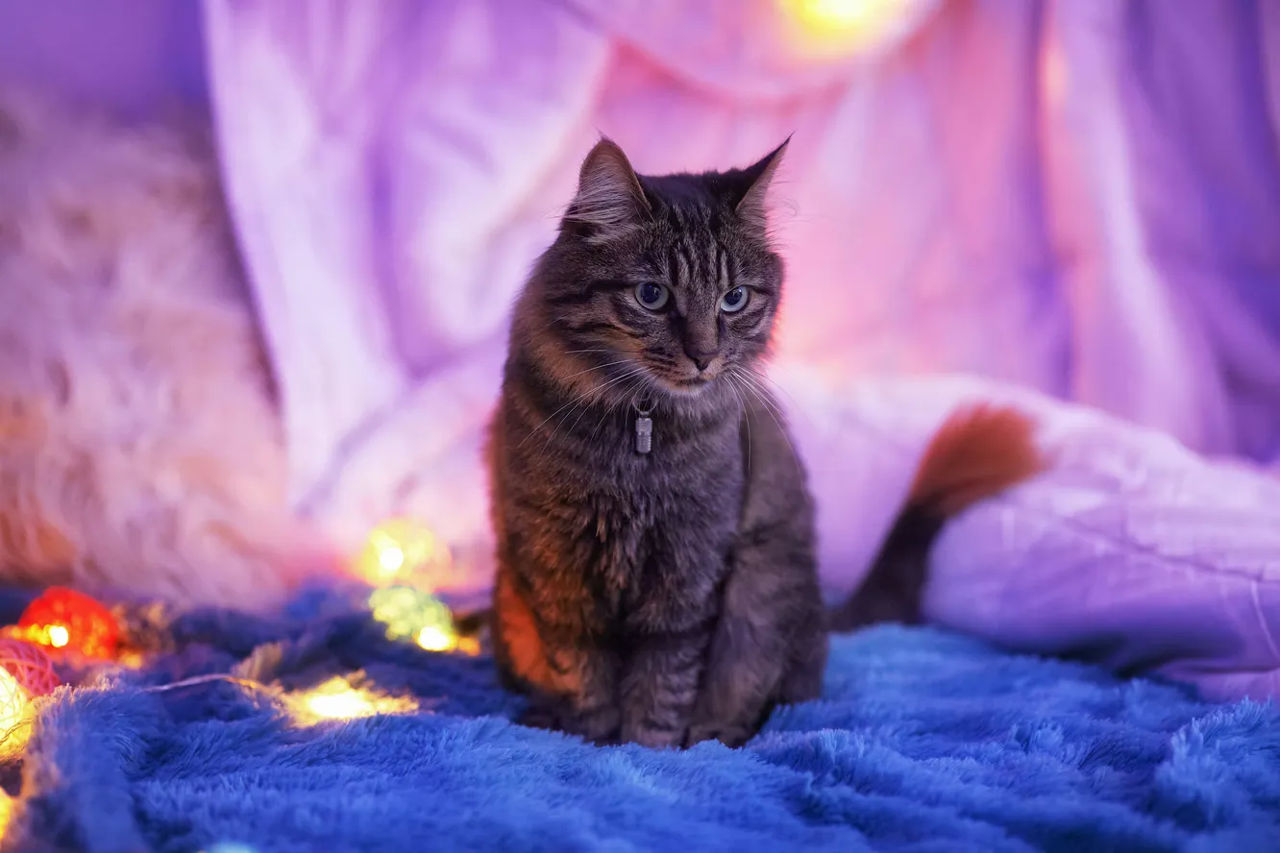 Studiu: Influencerii din lumea animalelor inspiră mai multă încredere decât oamenii.