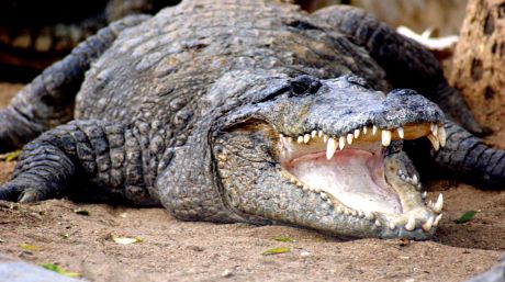 124 de crocodili au murit sufocaţi într-un camion. Foto: libertatea.ro