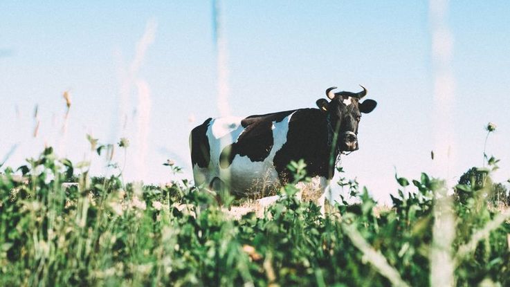 Producătorii de lactate din Căușeni nu mai au unde să-și vândă produsele