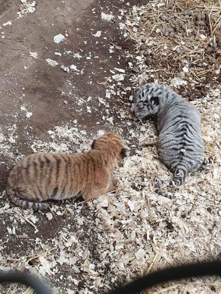 В Кишиневском зоопарке родились двое тигрят.