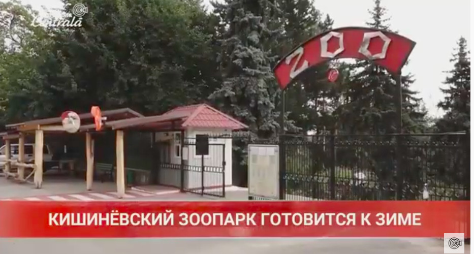 В кишиневском зоопарке началась подготовка к зиме.