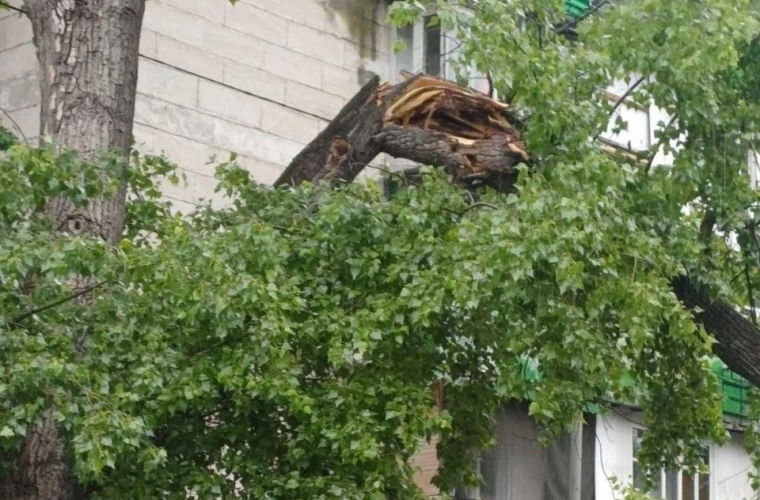 В Кишинёве участились случаи падения деревьев после проливных дождей.