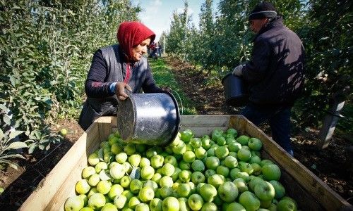 Parlamentul a reglementat angajarea muncitorilor sezonieri. 