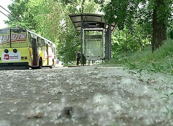 Oamenii spun ca abia pot sa iasa din case, iar plimbarile prin unele parcuri au devenit insuportabile. Foto: protv.md