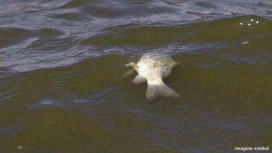 Lacul din sectorul Râşcani, plin cu peşti morţi, în mod inexplicabil. 