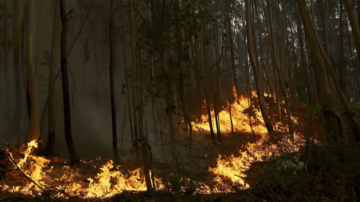 Un adolescent de 14 ani a recunoscut că a provocat mai multe incendii de pădure în Portugalia.