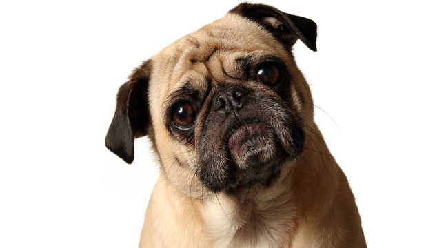 Este una dintre manifestările canine care îi amuză şi încântă în cel mai înalt grad pe iubitorii de câini: atunci când vorbim cu ei, căţeii se uită fix la noi, cu o mimică aparte şi înclinându-şi capul spre stânga sau dreapta.