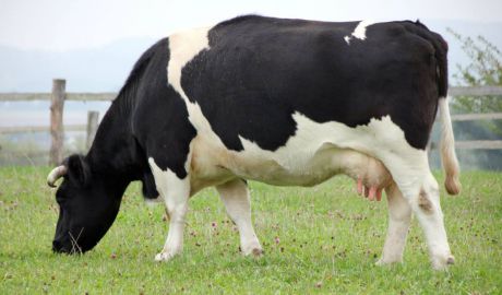 Specialiştii au fost identificat trei focare de rabie.