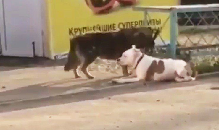"Собака-помогака". В Новороссийске дворняга отвязала породистого пса.