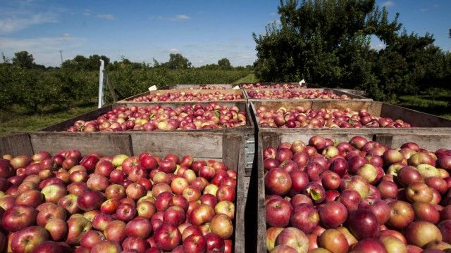 Roada de mere ar putea fi cu 20% mai mică decât în 2015. Foto: publika.md