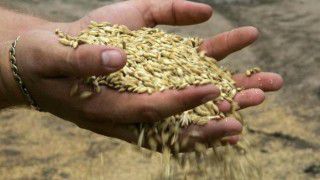 Recolta globală agricolă, în scădere. Foto: mbc.md