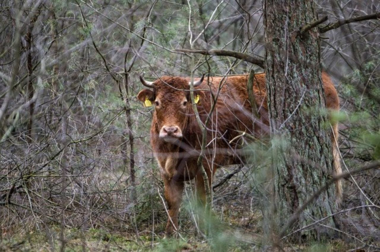 O vacă s-a refugiat în pădure de teama abatorului.