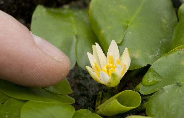 Кувшинка Nymphaea thermarum AP. Фото: Royal Botanical Gardens Kew