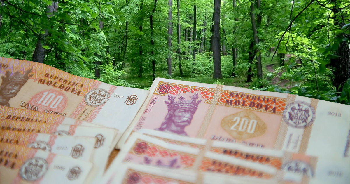До 2030 года Молдова потратит 2,4 млн евро на инвентаризацию лесов.