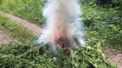 De menţionat că de la începutul desfăşurării operaţiunii "Mac 2014", angajaţii Direcţiei regionale Vest a Poliţiei de Frontieră au depistat 4 lanuri de cânepă, pe care creşteau peste 2000 de plante.