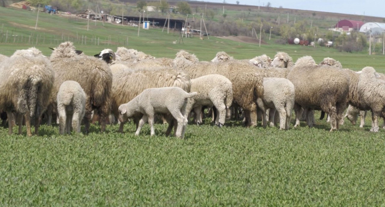 Carnea de miel este la mare căutare înainte de Paște.