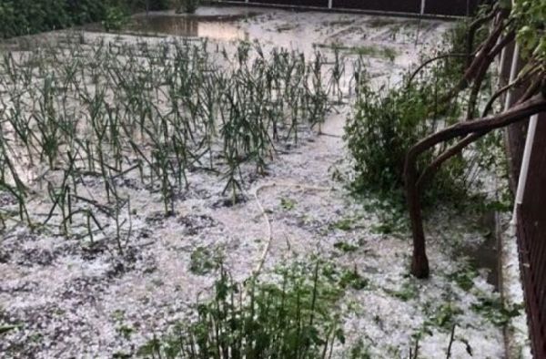 Выпавший в районе Басарабяска град серьезного ущерба не нанес.