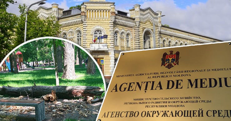 Мэрия проведет внутреннее расследование после падения ветки на ребенка. Коллаж: Point.md