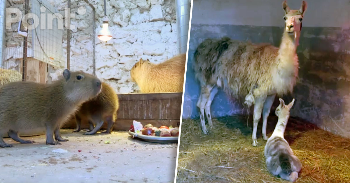 Pui de capibară și lamă s-au născut la Grădina Zoologică din Capitală.