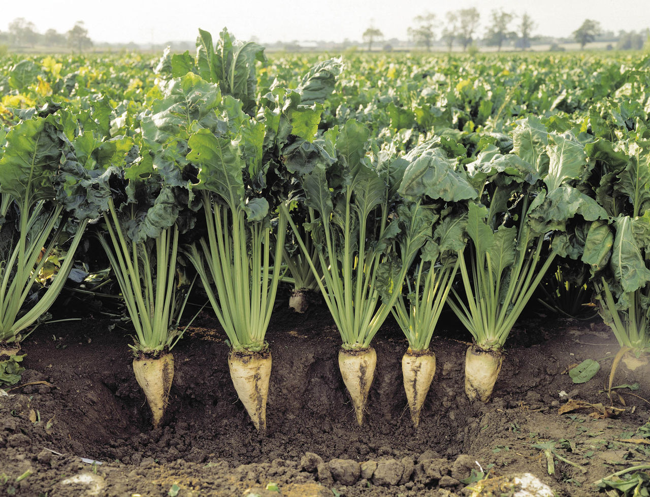 Сахарную свёклу выращивают, в основном, на севере нашей республики.
