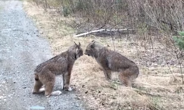 В Сети такие "разборки" сравнили с семейными ссорами.
