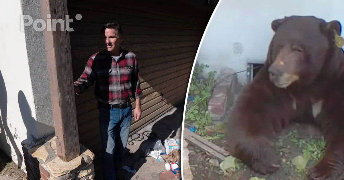 Un american se pregătește să dea în judecată un urs care i-a ocupat subsolul casei.