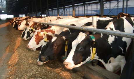 Tensiunile politice dintre Turcia şi Olanda se mută în domeniul economic. Foto: agroinfo.ro