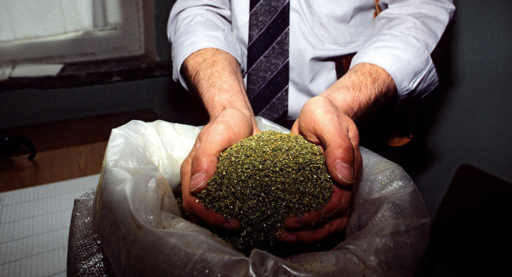 Industria  marijuanei şi-a deschis magazin on-line în România. Foto: Sputnik/ Олег Ласточкин