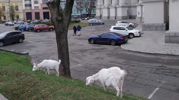 В центре Киева около министерства паслись козы.