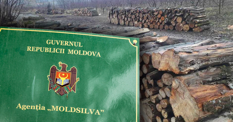 Moldsilva проведет проверки в связи с вырубкой деревьев в Plaiul Fagului. Коллаж: Point.md