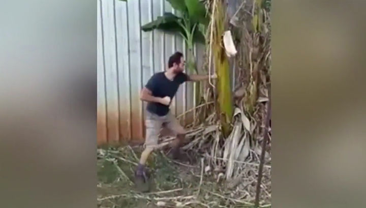 Un australian a rupt un copac de banani cu câteva lovituri