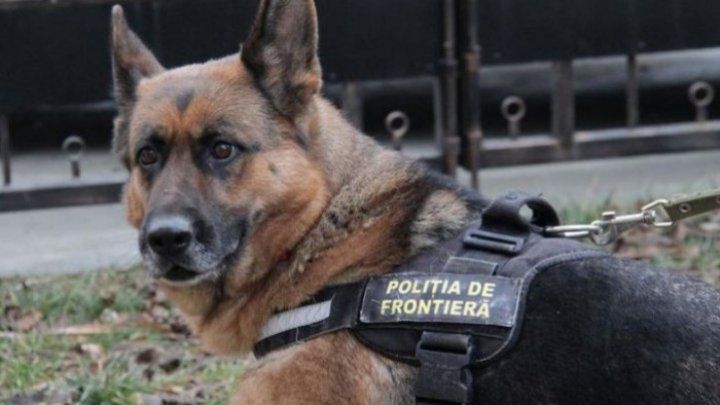 Ghinion: Doi moldoveni, demascați de câinele Poliției de Frontieră